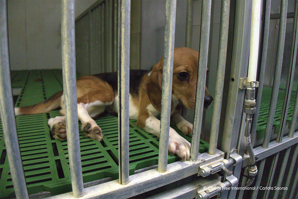Beagle in laboratory cage