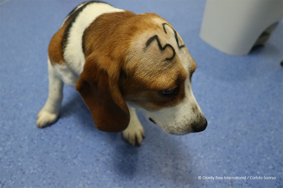 Beagle with number 32 written on head