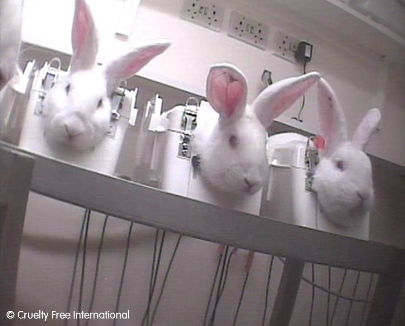 Animal experiments at Wickham Laboratories, United Kingdom | Cruelty Free  International