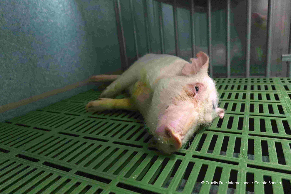 Pig unwell lying in cage
