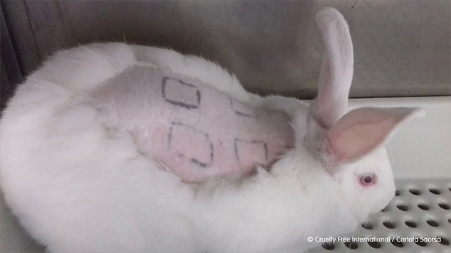 Rabbit skin test