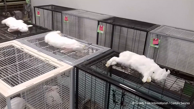 Rabbits dead on cages