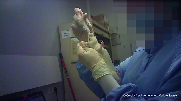 White rat being dosed orally
