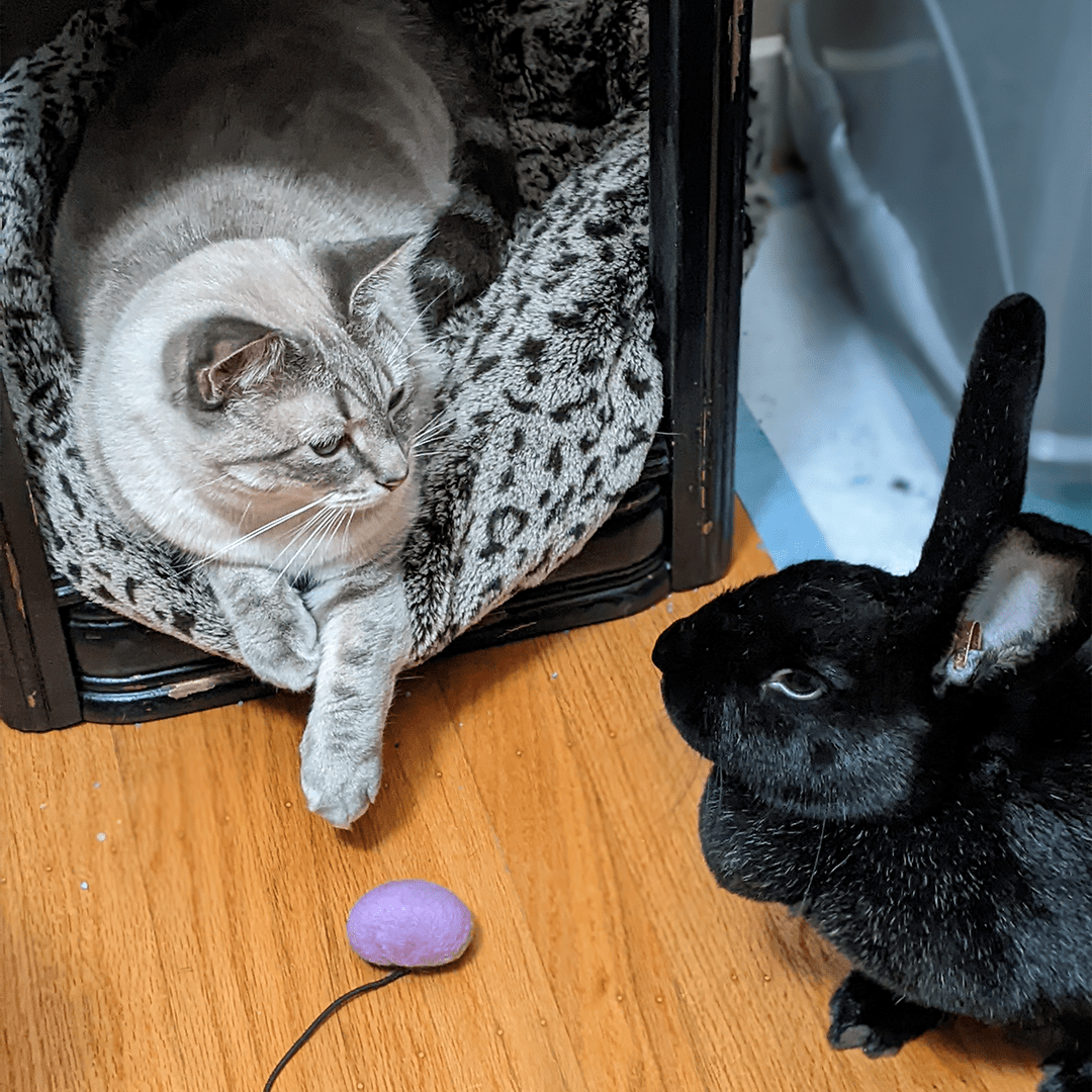 Moira the rabbit and her cat friend