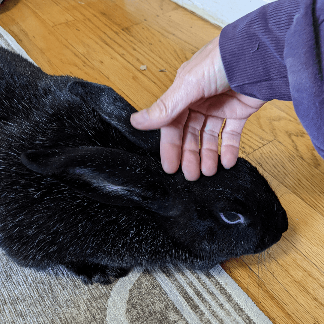 Moira the rabbit being stroked