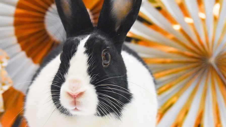 Orca the rabbit at a photoshoot