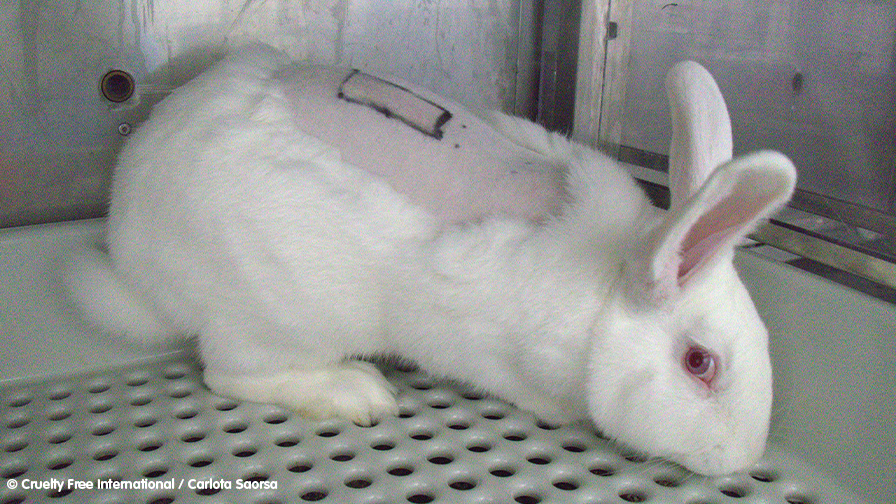 Judicial Review of UK animal testing laws begins tomorrow Cruelty