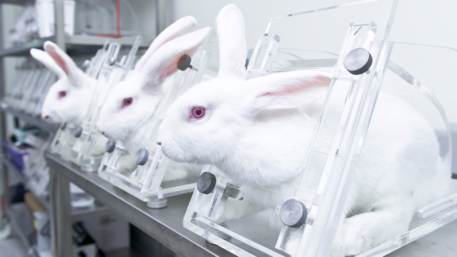 Judicial Review of UK Animal Testing Laws ends Cruelty Free International