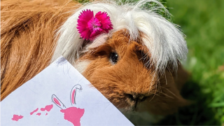 Guinea Pig