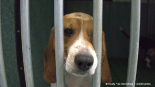 Beagle in cage at Vivotecnia