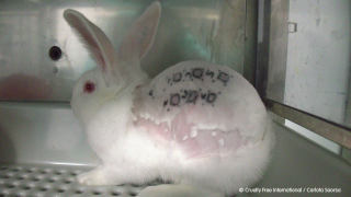 Rabbit Skin Toxicity Testing