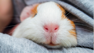 Guinea Pig in Blanket