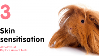 Skin Sensitisation with brown guinea pig and hashtag #TheRatList