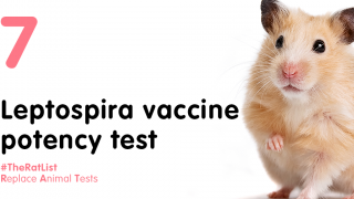Leptospira vaccine potency test with hamster and hashtag #TheRatList