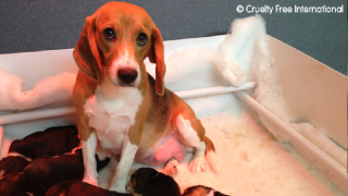 Beagle looking at the camera with her puppies laying beside her