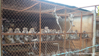 Macaques in a caged enclosure