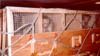 Primates in shipping containers