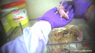 Bald Mouse in gloved hands
