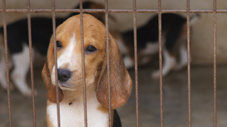beagle puppy in cage