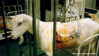 Goat in a laboratory cage in an experiment