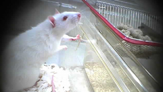 White mouse in laboratory cage