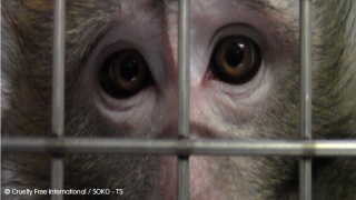Close up Monkey behind cage bars