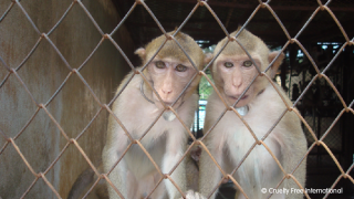 Two macaques in a caged enclosure