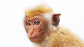 Brown Macaque Monkey on white background