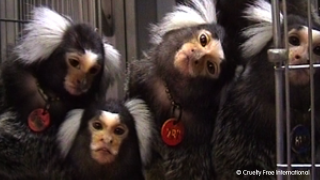 Marmoset monkeys in a UK laboratory