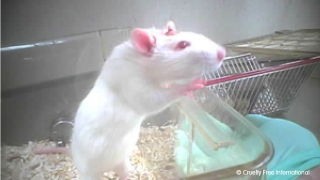 White mouse in container in laboratory