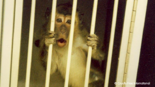 Monkey in a cage holding on to bars