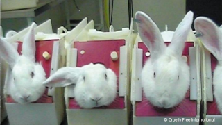 Three white rabbits in stocks in a laboratory