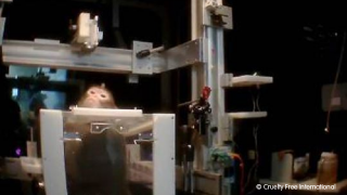 Monkey held in device to be experimented on
