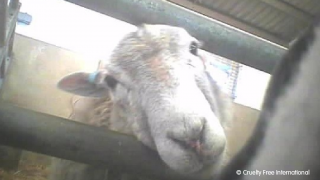 sheep mistreated when they make sheep