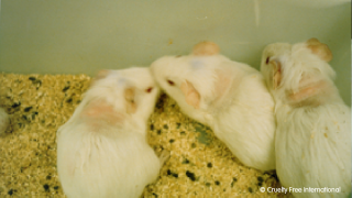 Three mice in container in a laboratory