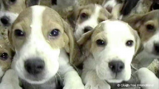 Close-up of two beagle puppies