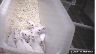 Group of white mice in a laboratory container