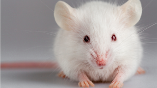Close up of white mouse face