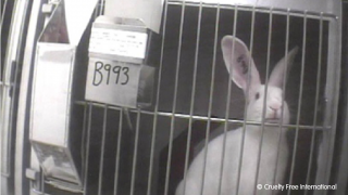 White Rabbit in a laboratory cage
