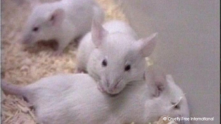 Three white mice in laboratory container