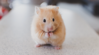 Light brown hamster close up