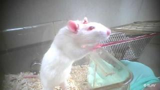 CFI_copyright_rat_with_cannula