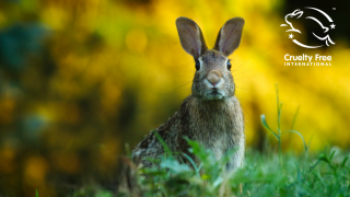 Brown rabbit looking to the camera with the Leaping Bunny logo on the image