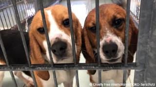 Two Beagles in a cage at LPT Laboratory