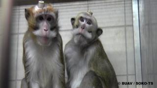 CFI_Soko_TS_monkeys_in_laboratory