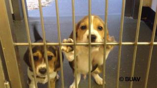 Two beagle Puppies in cage behind bars