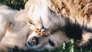 Close-up of cat and dog lying together in the grass