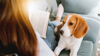 Beagle lying on sofa next to a woman reading a book