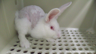 White rabbit cowering in cage corner 