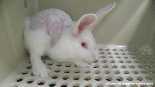 animal testing cosmetics